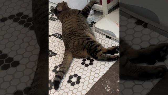李二狗宝贝忙碌的周一早晨#狸花猫 #这是我一手养大的猫 #猫咪的迷惑行为 李二狗宝贝忙碌的周一早晨#狸花猫 #这是我一手养大的猫 #猫咪的迷惑行为