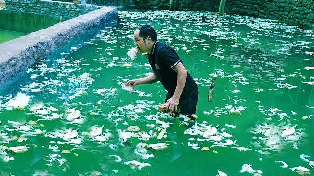 Treat newly built concrete fish pond before stocking fish - effective and easy to implement method Treat newly built concrete fish pond before stocking fish - effective and easy to implement method