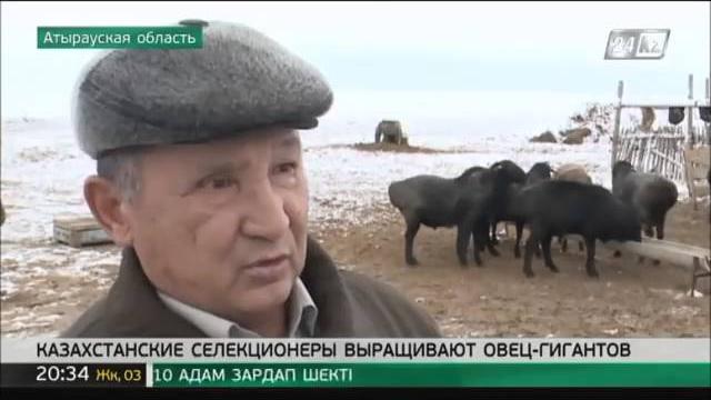 Казахстанские гигантские эдильбаевские овцы. Казахстанские гигантские эдильбаевские овцы.