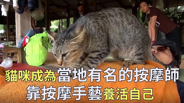 The hardworking 'cat technician ' who supports himself with his massage skills has earned consiste The hardworking 'cat technician ' who supports himself with his massage skills has earned consiste