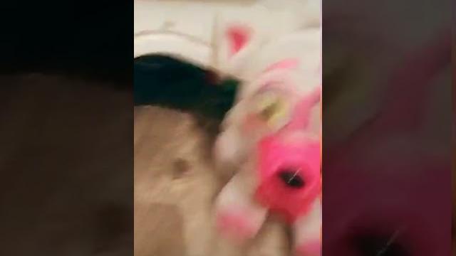 What is doggy x penny what three fuck What is doggy x penny what three fuck