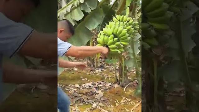 Omg 摘香蕉啦#fruit #relax #usa #asmr Omg 摘香蕉啦#fruit #relax #usa #asmr