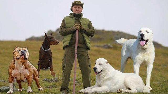 Какие собаки охраняют путина дворец, и его семью. Какие собаки охраняют путина дворец, и его семью.