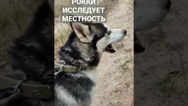 #собака #хаски #приколы #топ #рекомендации #собака #хаски #приколы #топ #рекомендации