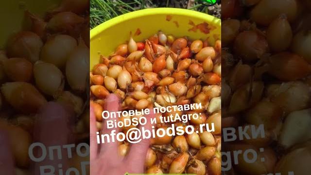 Лук не застрелкуется и не будет болеть, если замочить в перекиси водорода. перекись - суперсредство. Лук не застрелкуется и не будет болеть, если замочить в перекиси водорода. перекись - суперсредство.