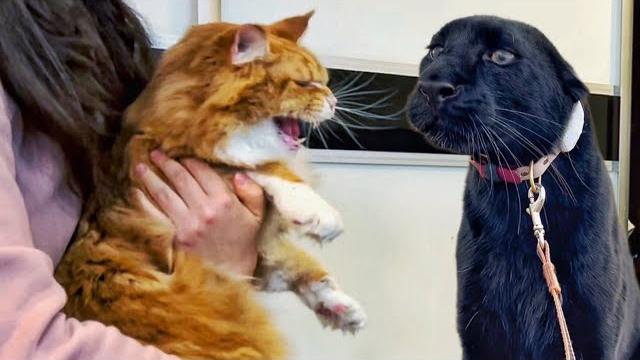 Panther luna's reaction to a real cat Panther luna's reaction to a real cat