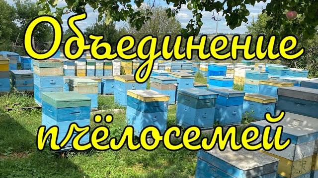 Объединение пчелосемей, продолжение!!! Объединение пчелосемей, продолжение!!!
