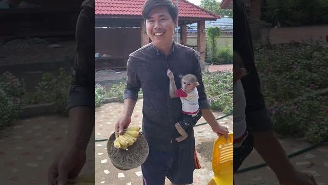 Dad carry monika #monkey #minky #cuteanimal Dad carry monika #monkey #minky #cuteanimal