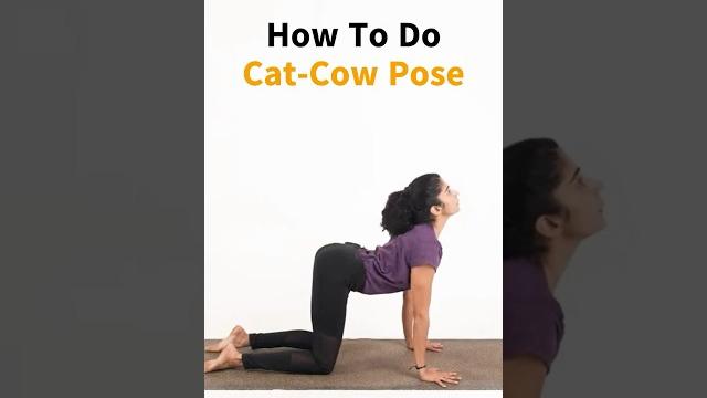 How to do cat-cow pose #catcowpose #marjariasana How to do cat-cow pose #catcowpose #marjariasana