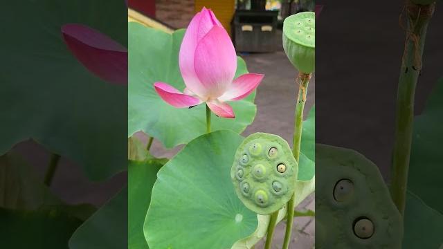 Beauty#video #viral #love #koreavlog Beauty#video #viral #love #koreavlog