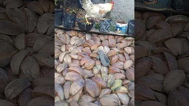 Ayam pengen kawin Ayam pengen kawin