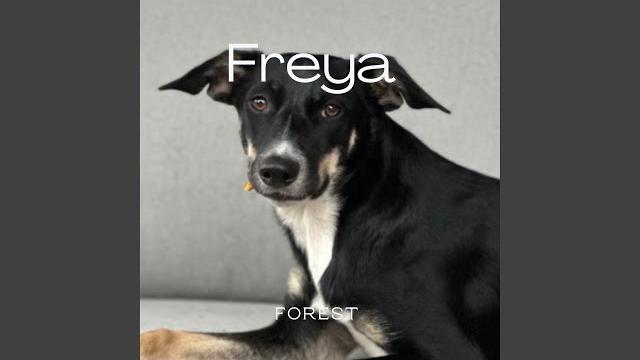 Freya Freya