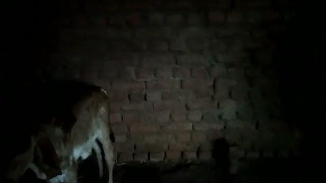Maal dhari nehda ni moj Maal dhari nehda ni moj