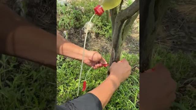 The process of making sugar water for citrus trees The process of making sugar water for citrus trees