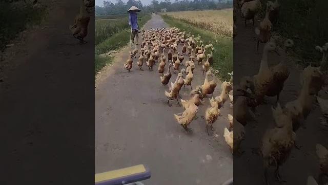 Bebek di sawah #shorts Bebek di sawah #shorts