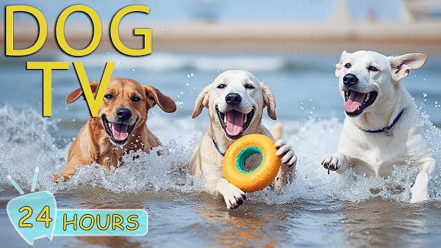 Dog tv: best anti-anxiety videos with relaxing music for dogs left home alone - music for dogs Dog tv: best anti-anxiety videos with relaxing music for dogs left home alone - music for dogs