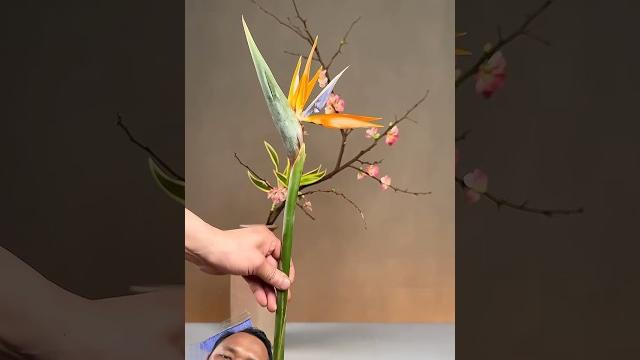 #music #bonsai #梦露缀化 #diygardening #flowers #蝴蝶 #gardeningideas #diy #gardeningtips #tulip #music #bonsai #梦露缀化 #diygardening #flowers #蝴蝶 #gardeningideas #diy #gardeningtips #tulip