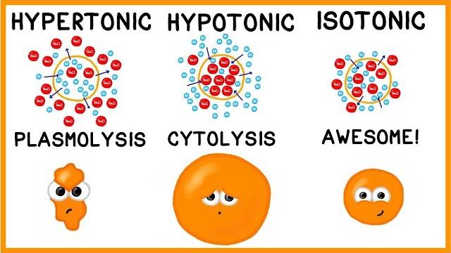 Hypertonic, hypotonic and isotonic solutions! Hypertonic, hypotonic and isotonic solutions!