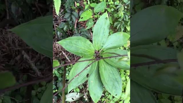 半夏三片叶,南星一把伞,重楼不服气,伞上加伞#大自然的馈赠 #中草文化 半夏三片叶,南星一把伞,重楼不服气,伞上加伞#大自然的馈赠 #中草文化
