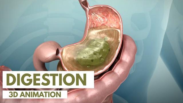 How the digestive system works | 3d animation How the digestive system works | 3d animation