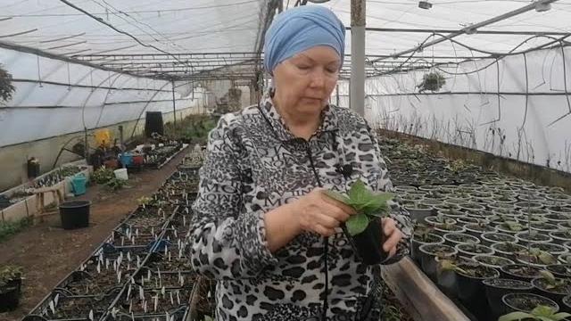 Гортензия крупнолистная формирование куста от а до я Гортензия крупнолистная формирование куста от а до я