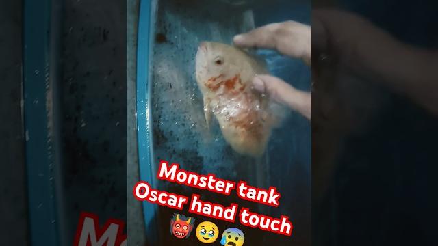 Tiger oscar fish albino shock red #viral #aquariumfish #oscarfish #albino #pat #youtube #100k Tiger oscar fish albino shock red #viral #aquariumfish #oscarfish #albino #pat #youtube #100k