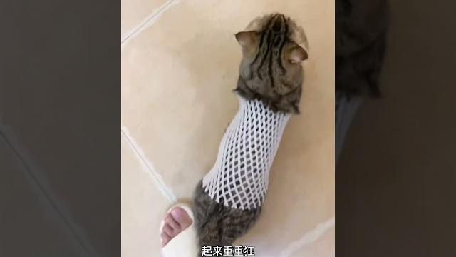 穿网袜裙子的大鲤子鱼,只要八块 穿网袜裙子的大鲤子鱼,只要八块