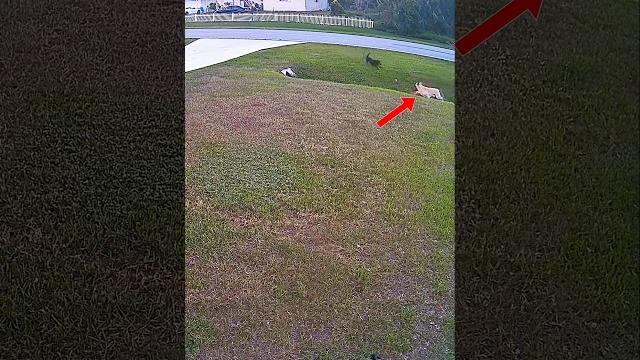German shepherd vs doberman #trending #animals #wildlife #dog#germanshepherd#doberman#shorts#youtube German shepherd vs doberman #trending #animals #wildlife #dog#germanshepherd#doberman#shorts#youtube