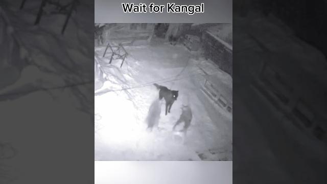 Kangal vs wolf: who's the ultimate alpha predator? #kangal #wolfdog Kangal vs wolf: who's the ultimate alpha predator? #kangal #wolfdog