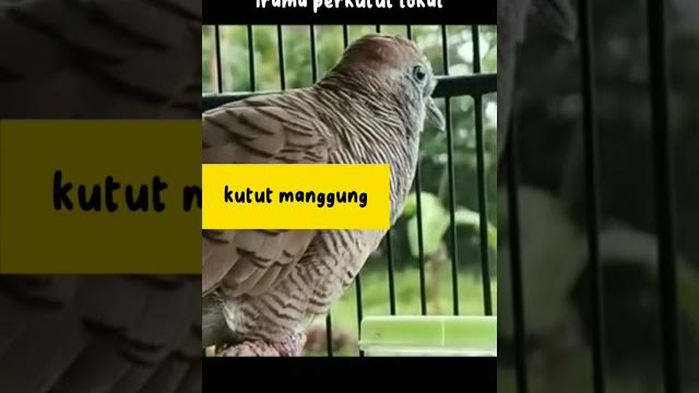 Irama perkutut lokal || pancingan perkutut #perkutut #perkututlokalgacor #pancinganperkutut Irama perkutut lokal || pancingan perkutut #perkutut #perkututlokalgacor #pancinganperkutut