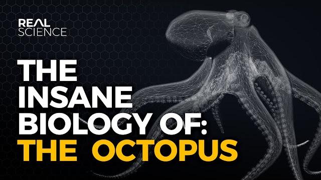 The insane biology of: the octopus The insane biology of: the octopus