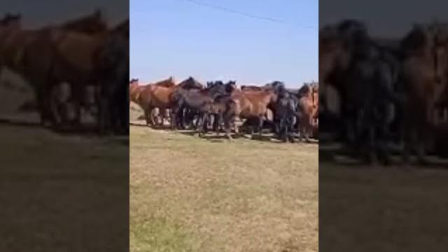 Табун #новости #табун #лошади Табун #новости #табун #лошади