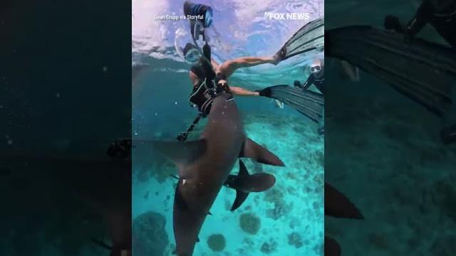 'jaws'-dropping attack: sharks lunge at diver's gopro during a close-call encounter #shark #shorts 'jaws'-dropping attack: sharks lunge at diver's gopro during a close-call encounter #shark #shorts