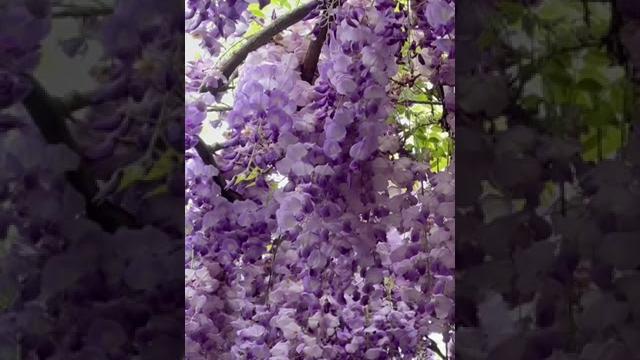 淡水紫藤咖啡園(水源園區)紫藤花盛開 淡水紫藤咖啡園(水源園區)紫藤花盛開