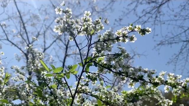 【浴鹄湾/茅家埠】雪柳·桃花·二月兰 【浴鹄湾/茅家埠】雪柳·桃花·二月兰