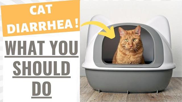 What to do if cat has diarrhea What to do if cat has diarrhea