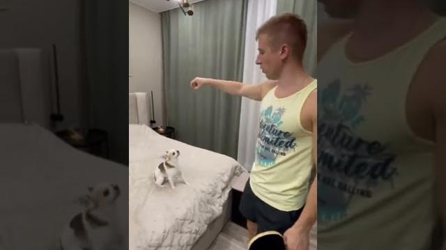 Самая умная собака в мире Самая умная собака в мире