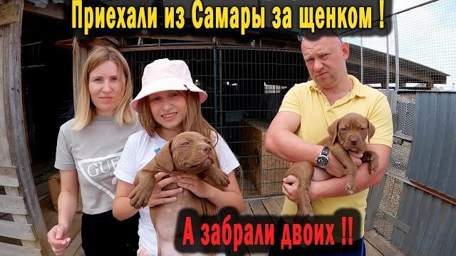Первые покупатели на щенков приехали из самары за одним, а уехали с двумя !!! продажа щенков питбуля Первые покупатели на щенков приехали из самары за одним, а уехали с двумя !!! продажа щенков питбуля