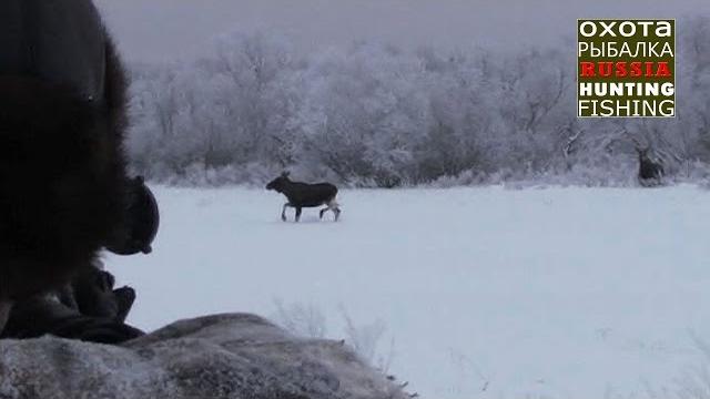 Охота на лося, 7 лосей вышли на номер! Охота на лося, 7 лосей вышли на номер!