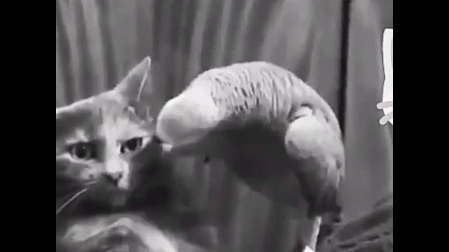 Попугай ругается на кота Попугай ругается на кота