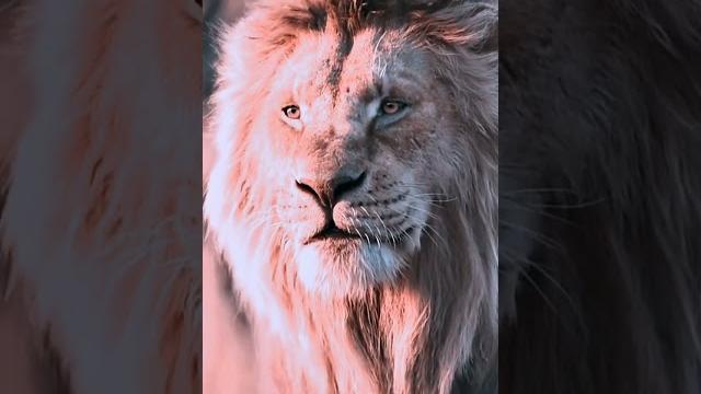 Ali ali ali ali ali ali ali ali maula || #qawwali Ali ali ali ali ali ali ali ali maula || #qawwali