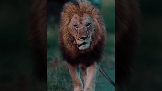 The lion: king of the wild | asmr The lion: king of the wild | asmr