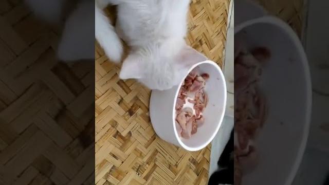 吃饱了舔脚脚 吃饱了舔脚脚