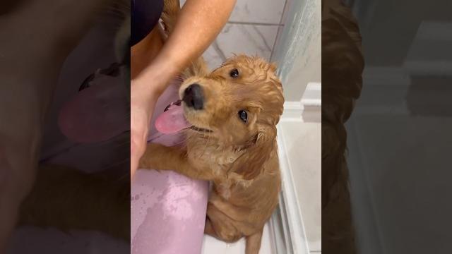 Cosmo’s first bath #bathtime #goldenretriever #goldenretrieverpuppy #puppy #puppylove #asmr Cosmo’s first bath #bathtime #goldenretriever #goldenretrieverpuppy #puppy #puppylove #asmr