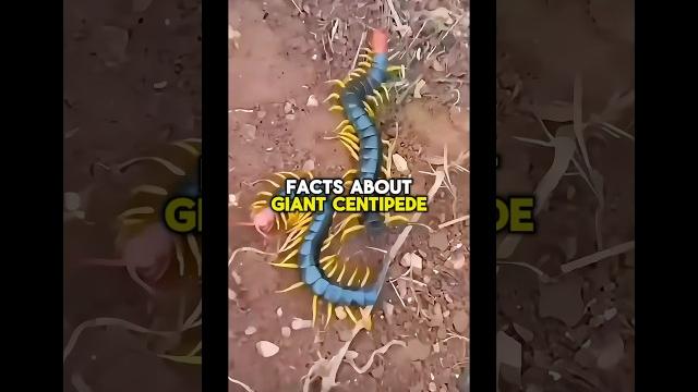 Giant centipede facts! #shorts #short #facts #nature #wildlife #shortvideo #subscribe #animals Giant centipede facts! #shorts #short #facts #nature #wildlife #shortvideo #subscribe #animals