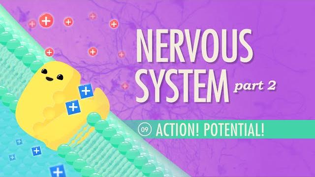 The nervous system, part 2 - action! potential!: crash course anatomy & physiology #9 The nervous system, part 2 - action! potential!: crash course anatomy & physiology #9