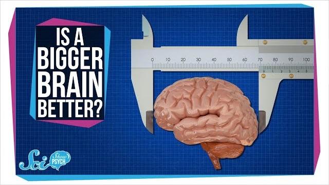 Does a bigger brain make you smarter? Does a bigger brain make you smarter?