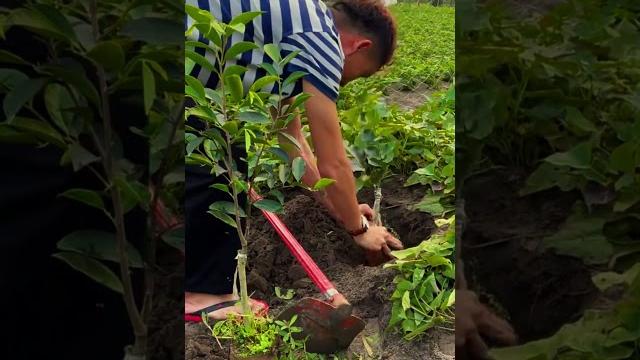 Cara mudah menanam bibit pohon di kebun #shorts Cara mudah menanam bibit pohon di kebun #shorts
