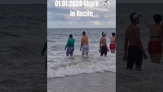 01.01.2024 shark on boa viagem beach? recife, pernambuco, brazil #boaviagem #tubarão #recife #shark 01.01.2024 shark on boa viagem beach? recife, pernambuco, brazil #boaviagem #tubarão #recife #shark