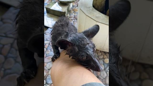 Cara menjinakan musang #youtubeshorts #musangking #musanglovers #musangbali #fypシ #hewan #binatang Cara menjinakan musang #youtubeshorts #musangking #musanglovers #musangbali #fypシ #hewan #binatang